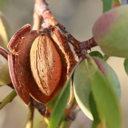 Badem Fidanı  İri Kaliteli Amygdalus Communis