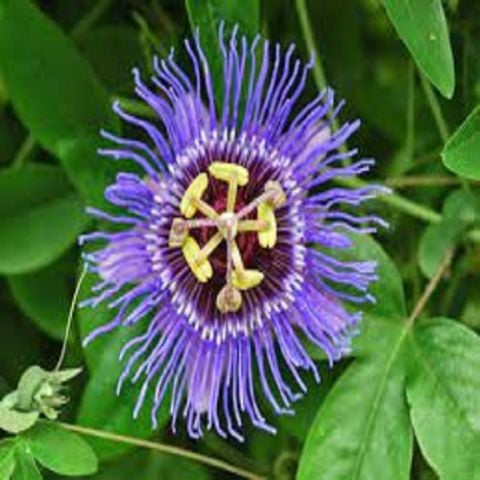 İncarnata Çarkıfelek Çiçeği Fidanı Passiflora Caerulea