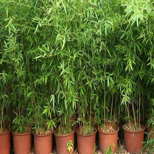 Sarı Bambu Fidanı