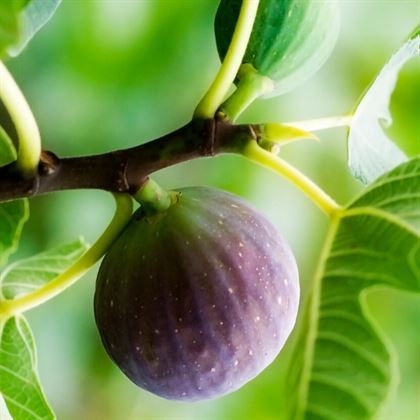 Siyah İncir Fidanı Ficus Carica