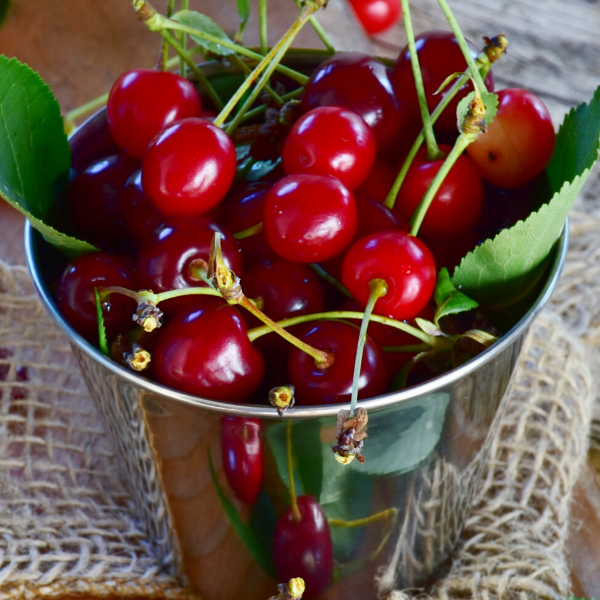 Vişne Fidanı İri Meyvelidir Prunus Cerasus