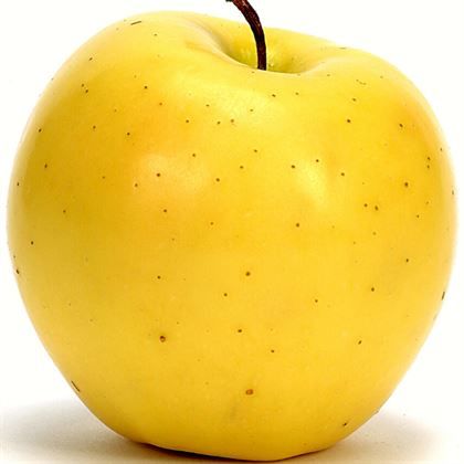 Golden Elma Fidanı