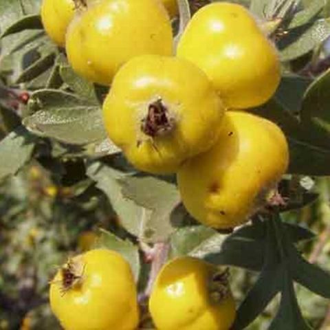 Bodur Alıç Fidanı