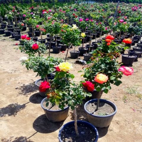Baston Gülü Standart Roses