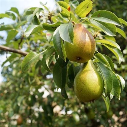 Şok Eden Kampanya 5 Adet Meyve Fidanı ve 2 Adet Hediye