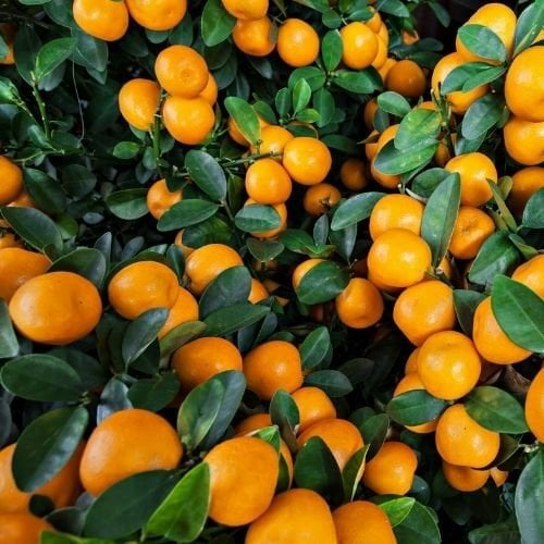 Satsuma Mandalin Fidanı 80 cm