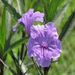 Meksika Petunyası Ruvelya Ruellia