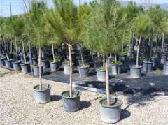 Fıstık Çamı Fidanı Pinus Pinea