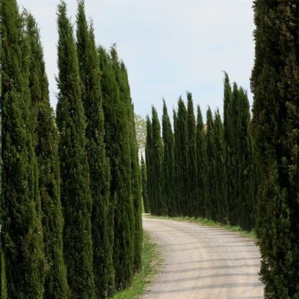 Kara Servi Fidanı Cupressus Sempervirens