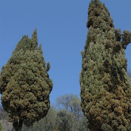 Kara Servi Fidanı Cupressus Sempervirens