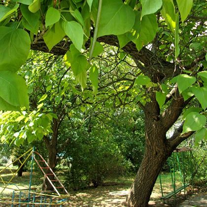 Katalpa Ağacı Tohumu 30 Adet