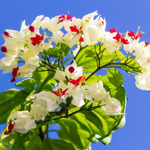 Kızılay Çiçeği Beyaz