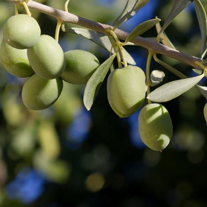 Memecik Zeytin Fidanı 40 cm