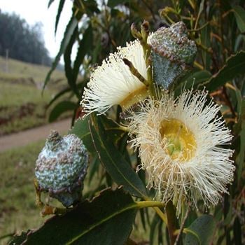 Okaliptus Okaliptüs Fidanı Eucalyptus
