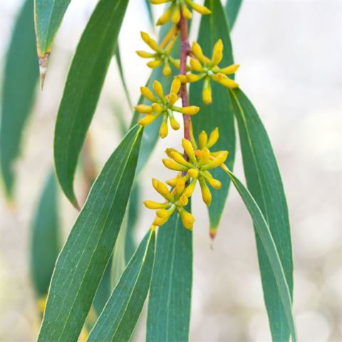 Okaliptus Okaliptüs Fidanı Eucalyptus