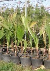 İpli Palmiye Tohumu 15 Adet Washingtonia Robusta