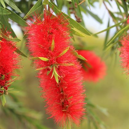 Kırmızı Fırça Çalısı Fidanı Callistemon