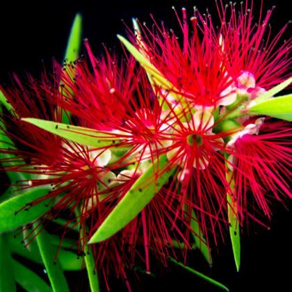 Kırmızı Fırça Çalısı Fidanı Callistemon