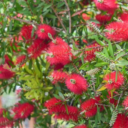 Kırmızı Fırça Çalısı Fidanı Callistemon