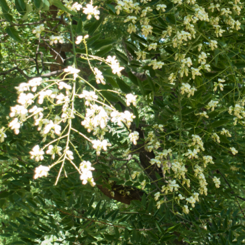 Sofora Ağacı Fidanı Sophora japonica Macar Akasyası