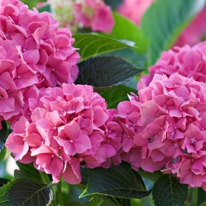 Pembe Ortanca Çiçeği  Hydrangea