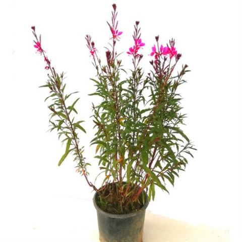 Gaura Çiçeği Gaura Lindheimeri