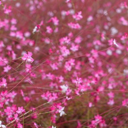 Gaura Çiçeği Gaura Lindheimeri