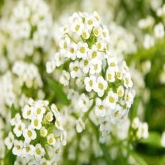 Alyssum-Beyaz Tohumu Alyssum Maritimum