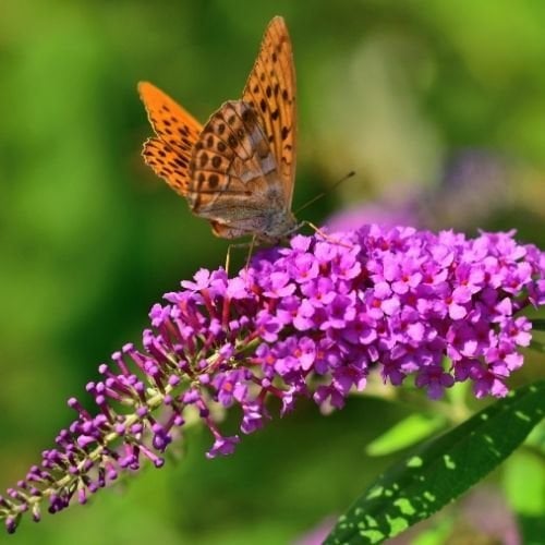 Pembe Kelebek Çalısı buddleja davidii