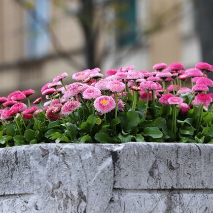 Şeker Tabağı Tohumu -Bellis Perennis