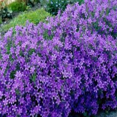 Çan Çiçeği Tohumu- campanula carpatica