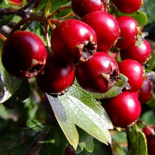 Alıç Fidanı Bol Şifalı Cinsten Crataegus Monogyna