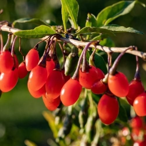 Goji Berry Fidanı - Lycium Barbarum