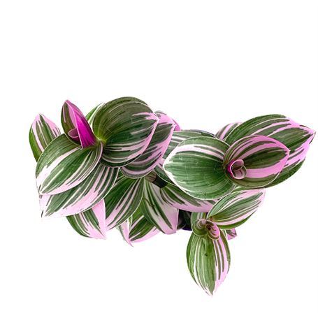 Pembe - Yeşil Telgraf Çiçeği Tradescantia Nanouk