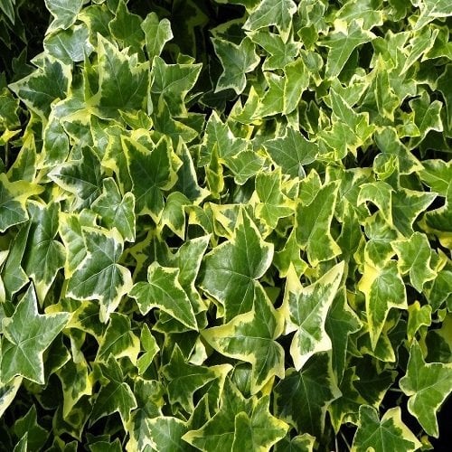 Alacalı Orman Sarmaşığı