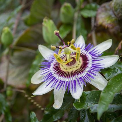 Çarkıfelek Sarmaşığı Saat Çiçeği  Passiflora Caerulea