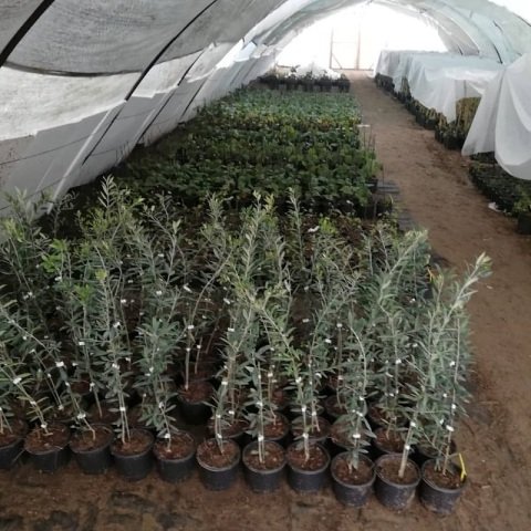 Bodur Zeytin Fidanı Arbequina 60 cm ispanyol zeytini
