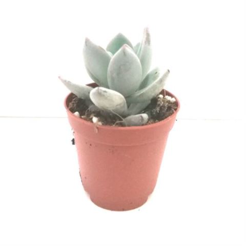 Pachyphytum Brevifolium Sukulent