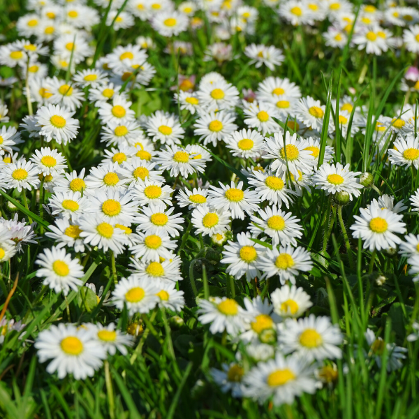 Krizantem Tohumu-Beyaz Chrysanthemum Leuc.