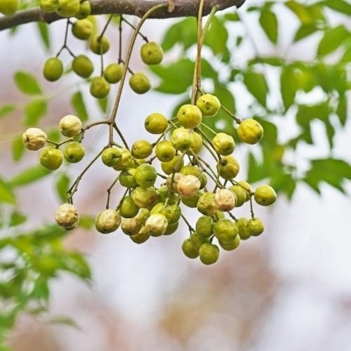 Tesbih Ağacı Fidanı Melia Azadarach