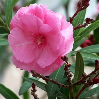Tijli Zakkum Ağacı Nerium Oleander