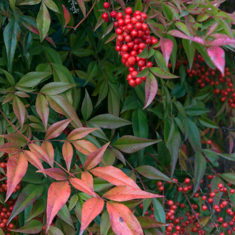 Cennet Bambusu Nandina Domestica