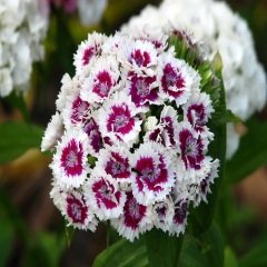 Hüsnü Yusuf Çiçeği Tohumu- Dianthus Barbatus