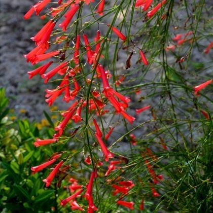 Mercan Çiçeği Kırmızı  Russelia Equisetiformis