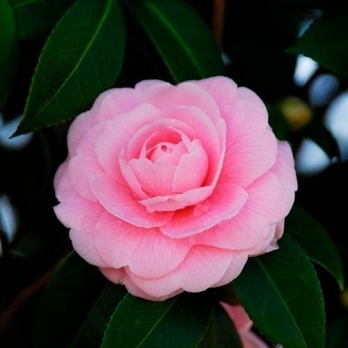 Kamelya Çiçeği Fidanı  Camellia Japonica