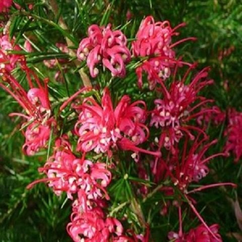 Gravilla Çalısı Fidanı Grevillea Rosmarinifolia