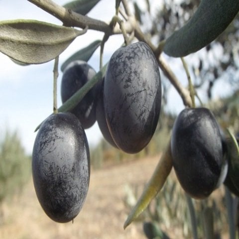 Gemlik Trilye Zeytin Fidanı