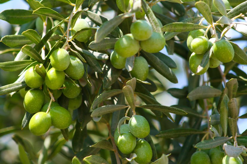 Gemlik Trilye Zeytin Fidanı