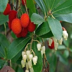 Dağ Çileği Koca Yemiş  Arbutus Unedo