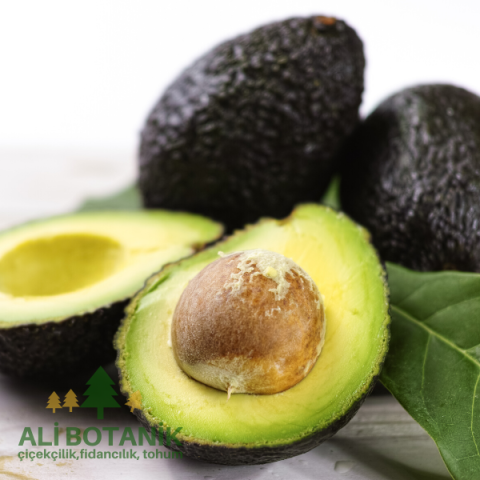 Avokado Fidanı alligator pirum